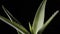 Aloe vera plant on black background closeup