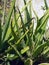 aloe vera plant on a bright sunny day