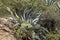 Aloe vera plant and cactus in the wild jungles natural background with copy space