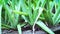 Aloe vera plant close up grown in home garden, soft focus, selective focus