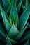 Aloe vera plant close-up. Natural background texture.