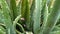 Aloe vera plant close up view