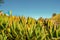 Aloe vera plant close-up view - native plant