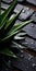 Aloe Vera Plant On Dark Gray Wooden Floor: Tabletop Photography