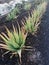 Aloe Vera plant in a garden, Gran Canaria, near Spain