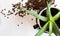 Aloe vera plant in giant coffee mug with coffee beans growing and caffeine on white background with copy space