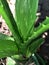 Aloe Vera Plant For Hair