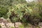 Aloe Vera plant in Kirstenbosch Botanical Gardens