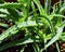 Aloe vera plant leaves
