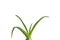 Aloe vera plant leaves  on white background
