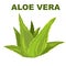 Aloe vera plant. Medicinal plant. Ideal for cosmetics, products, printing and web.