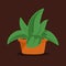 Aloe vera plant in pot on brown background. Succulent plant.