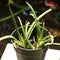 Aloe vera plant in a pot, extract as a cosmetic or medicine