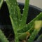 Aloe vera plant in a pot,  it is found in many consumer products including beverages, skin lotion, cosmetics, or ointments for min