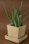 Aloe vera plant potted in painted concrete pot on brown background