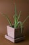aloe vera plant potted in painted concrete pot on brown background