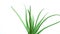 Aloe Vera plant rotated