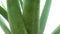Aloe Vera plant rotated