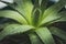 Aloe vera, plant for skin care and cosmetic, macro