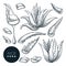 Aloe vera plant and sliced leaves, sketch vector illustration. Natural herbal medicine or cosmetics ingredient