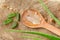 Aloe Vera plant sliced on spoon and Coconut fiber