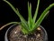 Aloe vera is a plant species with thick, fleshy green leaves