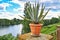 Aloe Vera plant standing ar corner of mediterranean garden belonging to replica of roman villa with view on Main river