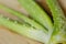 Aloe vera plant with thorn on the table