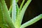 Aloe vera plant used as an alternative natural herbal medicine and as cosmetic ingredient