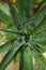 aloe vera plant is used as a natural remedy for many cases of skin and respiratory health.