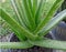 Aloe vera plant that is very fat and fresh looks green