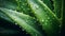 Aloe vera plant with water drops closeup. Natural background.