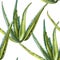 Aloe Vera plant on white Background. Watercolor agave, aloe vera,succulent, green plant. Botanical watercolor