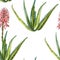 Aloe Vera plant on white Background. Watercolor agave, aloe vera,succulent, green plant. Botanical watercolor