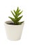 Aloe Vera plant in the white clay pot