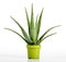 Aloe Vera Plant on Yellow Green Pot