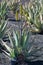 Aloe vera plantation, cultivation of aloe vera, healthy plant us