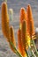 Aloe vera plantation, cultivation of aloe vera, healthy plant us