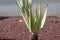 Aloe vera plantation, cultivation of aloe vera, healthy plant us