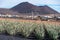 Aloe vera plantation, cultivation of healthy plants for medicine, cosmetics, skin care, decoration, Fuerteventura, Canary Islands