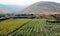 Aloe Vera Plantation in Lanzarote