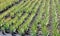 Aloe Vera Plantation in Lanzarote