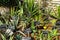 Aloe vera plants - Balchik Palace botanical garden