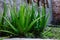 Aloe vera plants grow abundantly in home gardens