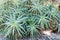 Aloe vera plants, tropical green plants. Aloe arborescens in botanical garden, Portugal