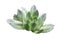 Aloe vera plants, tropical green plants tolerate hot weather isolated