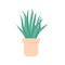 Aloe vera in pot. Houseplant for interior. Isolated home plant