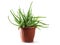 Aloe vera in a pot, medical healing plant for skin treatment an