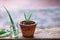 Aloe vera pot plant on wooden table, natural skin care therapy concept
