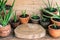 Aloe vera pot plant on wooden table, skin therapy concept